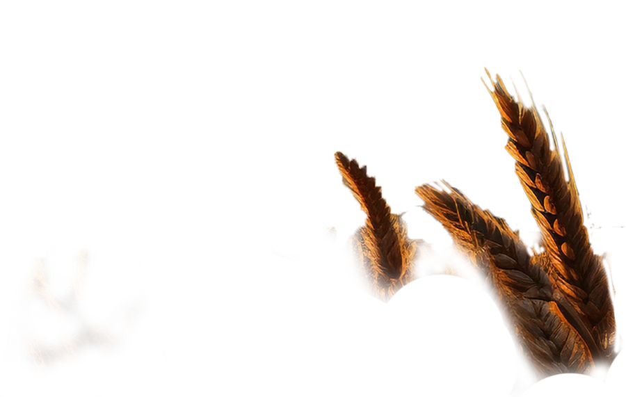 Tellioğlu